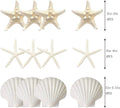 12PCS 3-4 Inches Large Starfish And Scallop Shells For Crafts