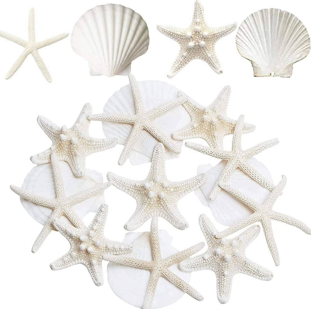 12PCS 3-4 Inches Large Starfish And Scallop Shells For Crafts