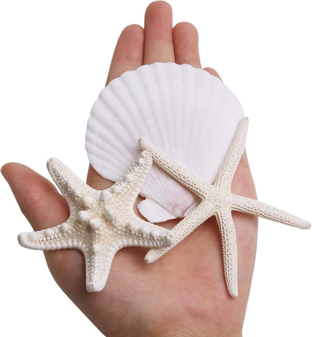 12PCS 3-4 Inches Large Starfish And Scallop Shells For Crafts
