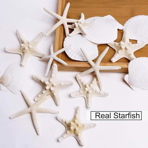12PCS 3-4 Inches Large Starfish And Scallop Shells For Crafts